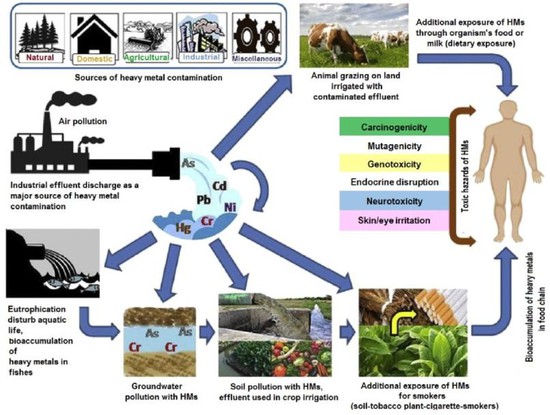 The harm of metal pollution to the body The harm of metal pollution to the body